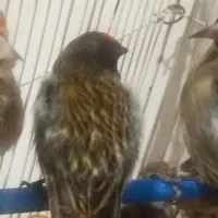 عروس هلندی کار سهره مست دهن قناری|پرنده|تربت جام, مسکن مهر|دیوار