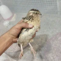 گوشت بلدرچین ۴۵ روزه