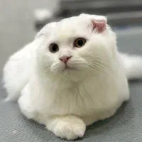 اسکاتیش بریتیش