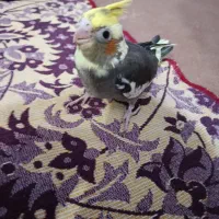 طوطی دستو 36