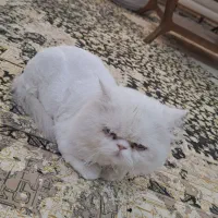 پرشین نر . دنبال ماده برای جفت گیری|گربه|طبس, |دیوار