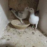 شامی کرمونی