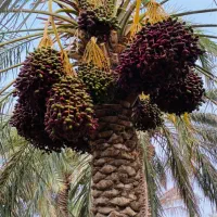 باغ و زمین کشاورزی فروشی