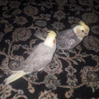 فروش تعدای جوجه عروس هلندی|پرنده|اسلام‌شهر, شهرک مفیدی|دیوار