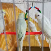 مرغ عشق رنگ خاص|پرنده|بیرجند, |دیوار