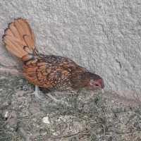 تخم نطفه دارسیبرایت گلدوسیلورچهل تاج وارداتی