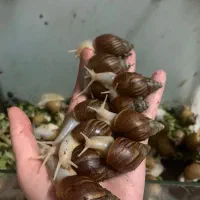 کسب و‌ کار خانگی با کمترین هزینه
