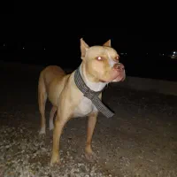 پیتبول نر سگ|سگ|گنبد کاووس, |دیوار