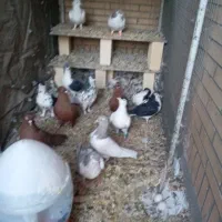 کبوتر نقش آس درجه یک