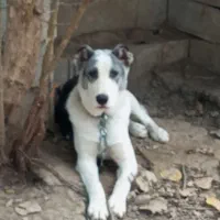 واگذاری سگ آلابای پنج ماهه ماده|سگ|شاندرمن, |دیوار