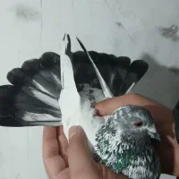 ۵ عدد گفتر غریب گیری