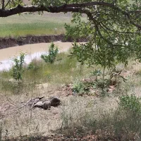 زمین باغ بادوم ب همراه چشمه و استخر|فروش دفتر صنعتی، کشاورزی، تجاری|عجب شیر, |دیوار