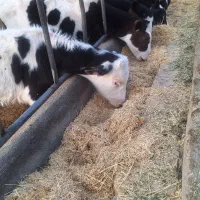 گوساله نژادی