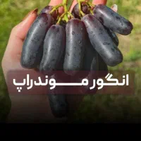 تـولید وعرضه تمامی نهــالهای با کیـفیت