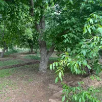 باغ گردو|فروش خانه و ویلا|تویسرکان, |دیوار