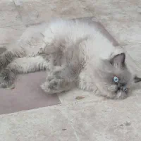 جفت گربه مولد|گربه|کرمانشاه, |دیوار