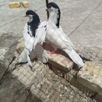 کفتر|پرنده|شیراز, شهرک کوشکک|دیوار