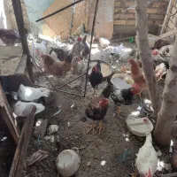 مرغ گردن لخت  و خروس گیلین وگردن لوخت|حیوانات مزرعه|قم, قم نو|دیوار