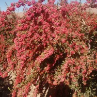 نهال زرشک پریشه