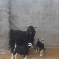 بز همراه دو بزغاله دوقلو زا