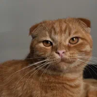 گربه نره اسکاتیش کاملآ دستی وآرام عقیم هم نشود