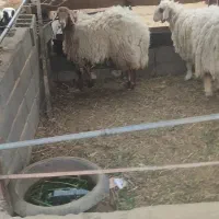 بره پرواری یک ساله