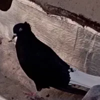 کفتر ،دم سفید