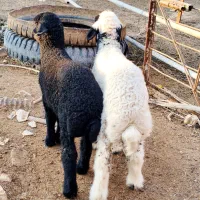 2 عدد بره نر درجه یک