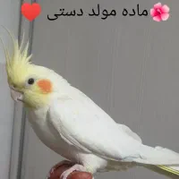 عروس هلندی|پرنده|تهران, شهرک صادقیه|دیوار