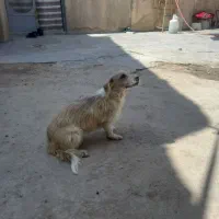 سگ شیتزو