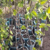 نهال فروشی علی همراهی|خدمات باغبانی و درختکاری|یزد, |دیوار