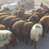 هر وزن  وهر نژاد گو سفند سفید سیاه