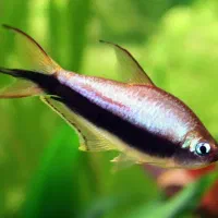 تترا امپراتور ارغوانی