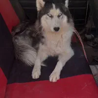 سگ هاسکی|سگ|اصفهان, گورت|دیوار