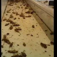 سم پاشی و نظافت سوسک وپشه وساس بامهر فاکتو|خدمات نظافت|تهران, تجریش|دیوار