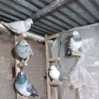 کبوتر المانی|پرنده|گرگان, |دیوار