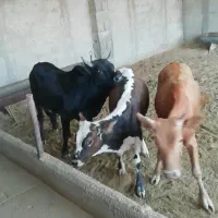 گوساله گیل دورگ