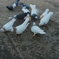 کبوتررنگه هوایی|پرنده|جلگه رخ, |دیوار