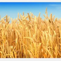 گندم با کیفیت