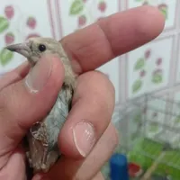 جوجه سهره دورگ فیروزکوه|پرنده|فیروزکوه, |دیوار