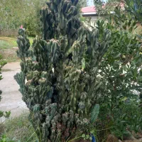کاکتوس صخره‌ ای|گل و گیاه طبیعی|تولم شهر, |دیوار
