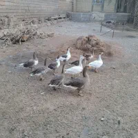 غاز|حیوانات مزرعه|شوشتر, |دیوار