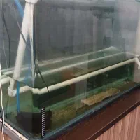 اکواریوم شیشه خم شرکتی|ماهی|فردیس, شهرک هفده شهریور|دیوار