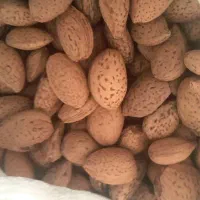 بادام درختی امساله منطقه کوهستانی اراک