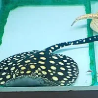 آروانا سفره ماهی فلاور