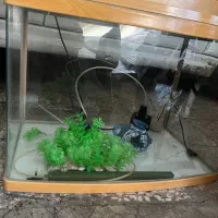 آکواریوم با وسایل|ماهی|تهران, آهنگران (سراسیاب دولاب)|دیوار