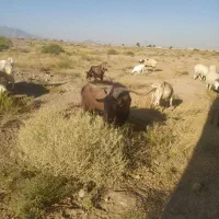 گوسفند نری