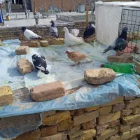 کفتر|پرنده|بیرجند, |دیوار