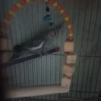 عروس هلندی نر|پرنده|پاکدشت, پاکدشت (مامازند)|دیوار