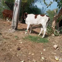 گوساله‌چاق‌گاو‌جنس‌خوب‌بازدید‌راونگ|حیوانات مزرعه|میناب, |دیوار